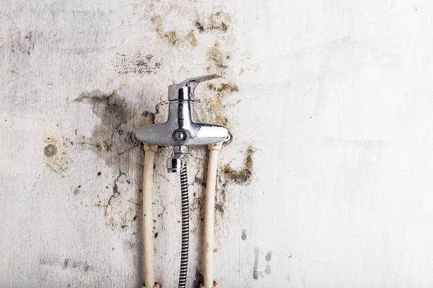 Best Mold Removal Company Near Me  in Gatesville, TX