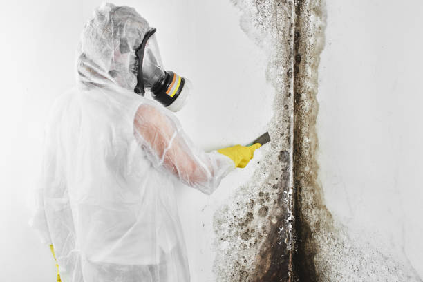 Best Same-Day Mold Removal  in Gatesville, TX