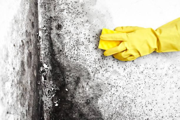Best Crawl Space Mold Removal  in Gatesville, TX