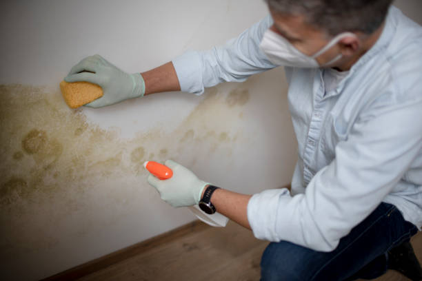 Best Certified Mold Removal  in Gatesville, TX